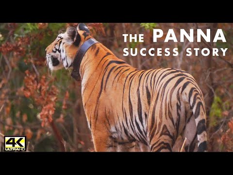 EMERALD FOREST- AN EPIC ORIGINAL #RETURN OF THE TIGERS (2020)- ICONIC STORY OF #PANNA TIGER RESERVE