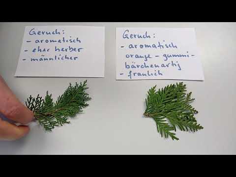 Unterscheidung Lawsons Scheinzypresse & Lebensbaum