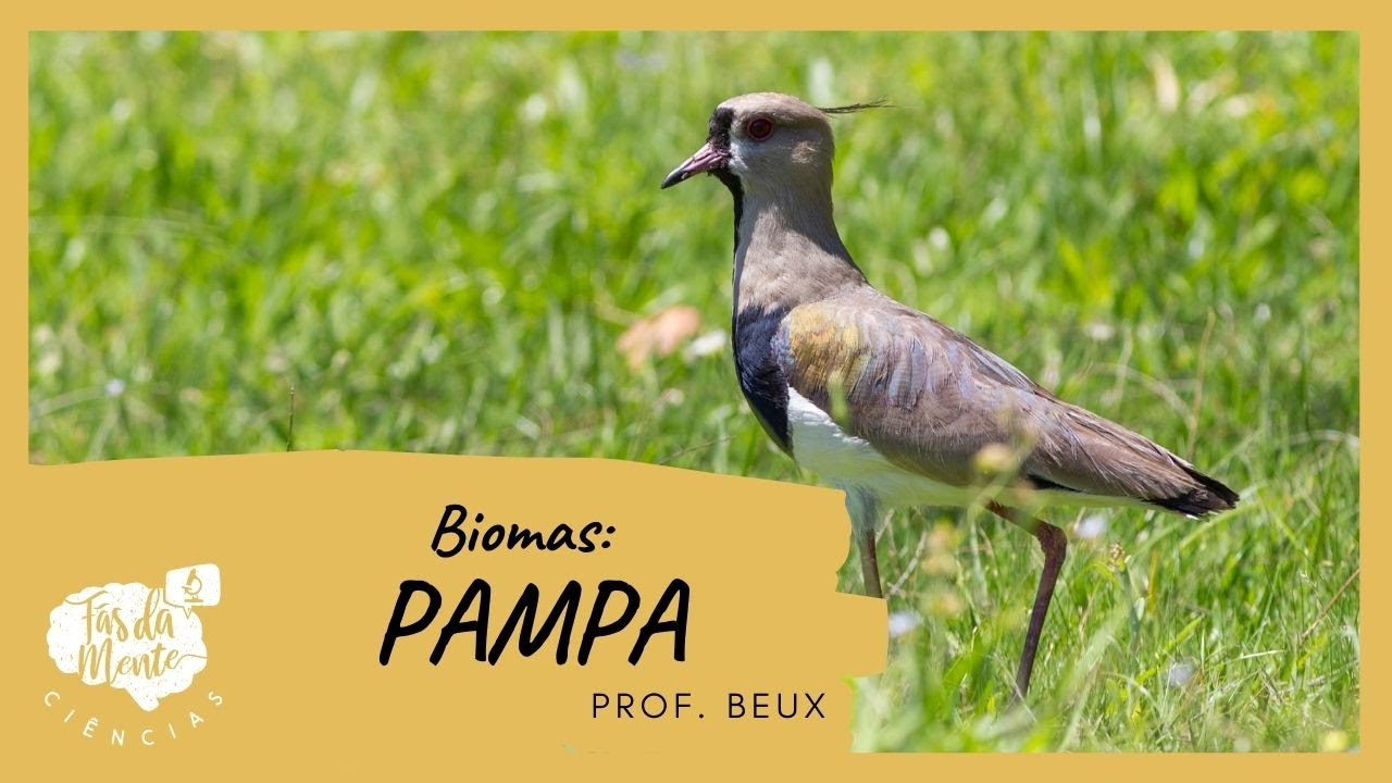 Biomas: PAMPA - Ensino Fundamental