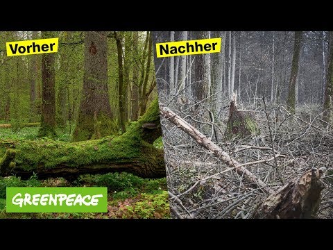 Der Białowieża Urwald in Polen