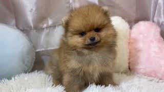 ポメラニアンの動画01