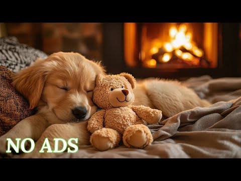 12 Hours of Dog Calming Music for Dogs 🐶 Anti Separation Anxiety Relief Music 🐶🎵 Healing Dog Music 💖