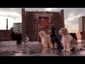 Музыка из рекламы: Это твоя Coca Cola, Бобик! 