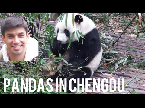 Explorar o paraíso dos pandas em Chengdu 🇨🇳
