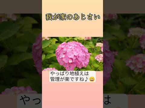 園芸 アジサイ、大家族