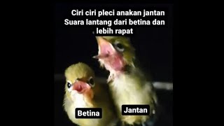 Download lagu How to distinguish between male and female baby pleci birds mp3 Download lagu How to distinguish between male and female baby pleci birds mp3