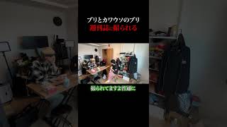 緊急事態 #ブリカワ #ブリとカワウソ