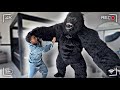 1 GORILLA VS 1 GIRLFRIEND HILARIOUS
