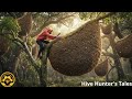 Defying Heights 200 Meter Tree Climb For Wild Honey Harvest A Remarkable Discovery