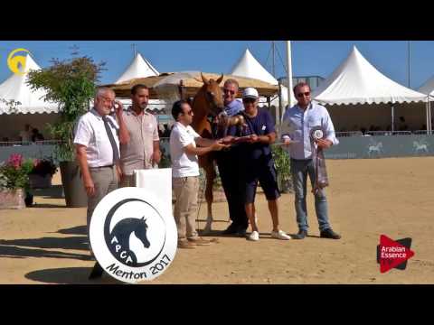 2 nd place, N.98 RD HARENAADO - MENTON 2017 - Yearling Male Championship (Class 14)