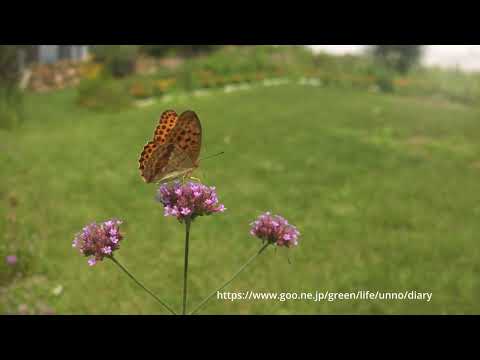 ウラギンスジヒョウモンの飛翔