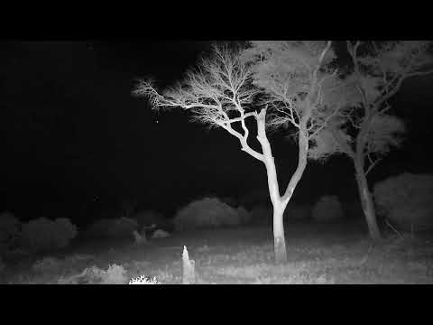 Djuma: Impala ram on alert, as Leopard (Tavangumi) is in area - 19:57 - 01/14/2023