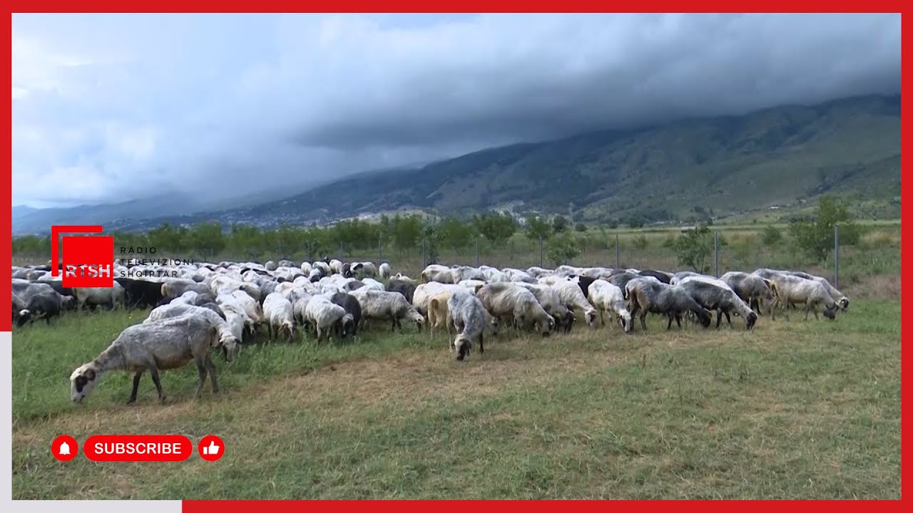 Zjarret shkaktojnë dëme të mëdha në blegtori – Kullolli: Zonat më të prekura janë Gramshi dhe Delvina