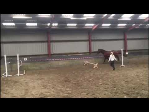 FOR SALE. 2,5 year stallion, by Quiz x Colestus