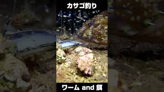【水中カメラ】カサゴ釣りワーム＆餌