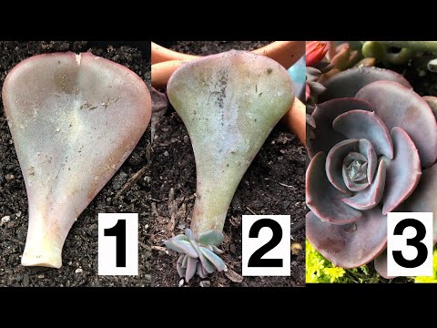 image-How fast does a succulent grow?