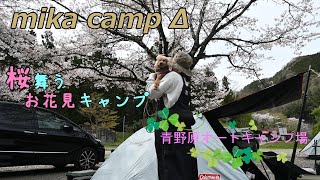 【犬キャンプ】春到来！桜満開、お花見キャンプ。桜で有名な青野原オートキャンプ場は最高でした！