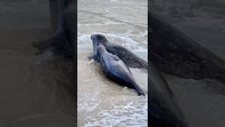 Two seals rolling like gas station hot dogs
