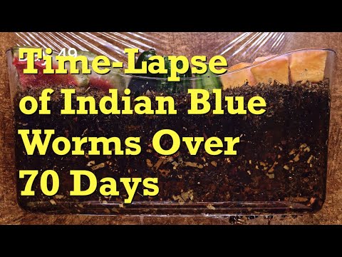 Blue worms in aged bedding 70-day FAST TIME-LAPSE - vermicompost