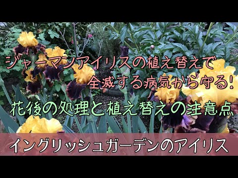 園芸 シベリアンアイリス