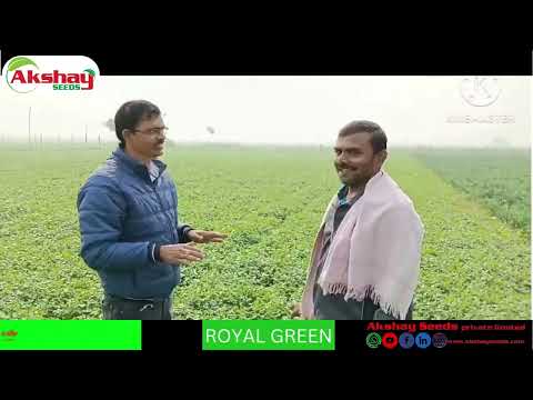 Akshay seeds coriander royal green 2 kg, packaging type: pp ...