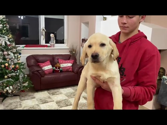 Labrador Retriever puppy for sale