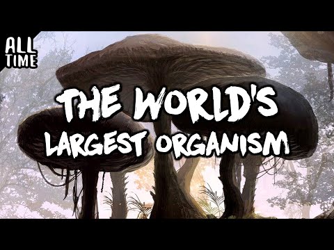 The World's Largest Organism