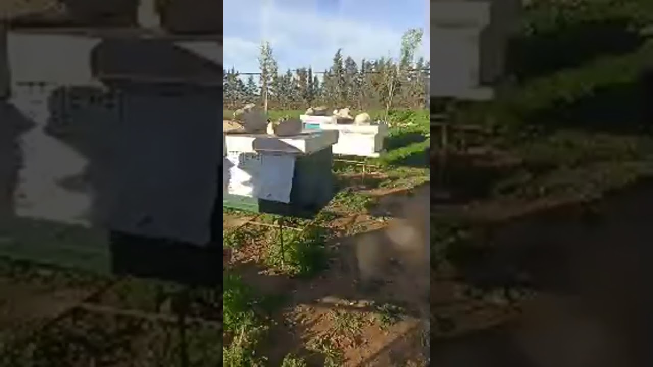 من غرائب النحل سنة 2026 مقتطف من لايف البارحة 202602/18