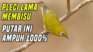 Download lagu Pancingan Pleci Agar BUKA PARUH | Pleci Memancing Lawan Agar Gacor Bukapar mp3