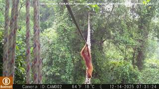 Download lagu Saksikan orangutan menggunakan jembatan kanopi Indonesia dalam 'pertama di dunia'. mp3