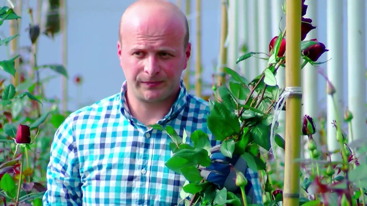 Alexander Pirtskhalaishvili - Greenhouse of Roses
