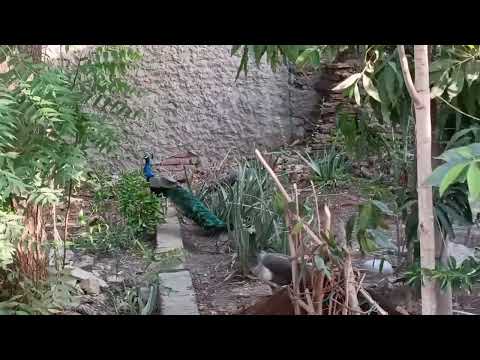 Hide and Seek with peacock 🦚