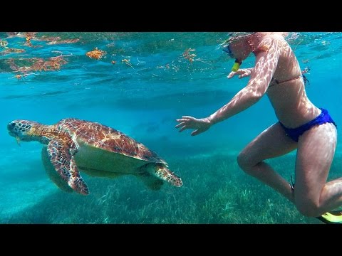Snorkeling Belize's Reef - Hol Chan 2016 (HQ)