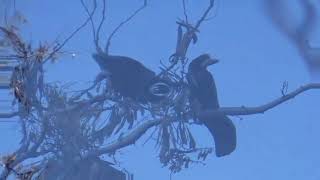 MARK KNOPFLER, YON TWO CROWS, today`s images + Lyrics below