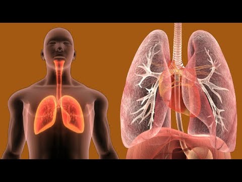 What does it mean when you have cysts in your lungs?