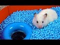Pool Maze For Hamster Rainbow Pyramid Maze