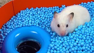 Pool Maze for Hamster - Rainbow Pyramid Maze