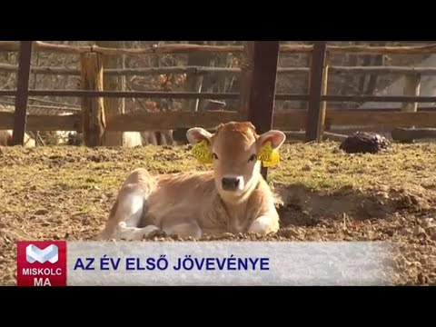Videó előnézet