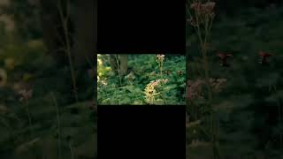قصة وادي النمل الحلقة الثالثة 3