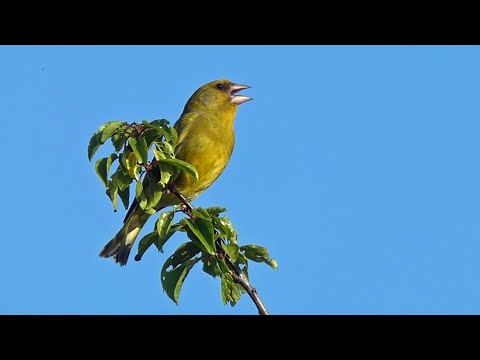 Greenfinch Call - Twittering and Wheezing