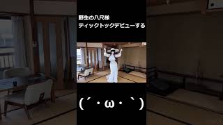 野生の八尺様ティックトックデビューする
