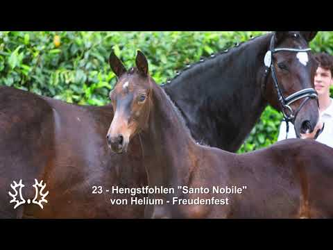 Nr. 23 Hengstfohlen "Santo Nobile" von Helium - Freudenfest