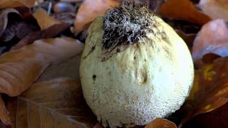 preview picture of video 'Autumn in Park Onderste- & Bovenste Bosch, Gulpen-Wittem, Netherlands - 2014-10-26'