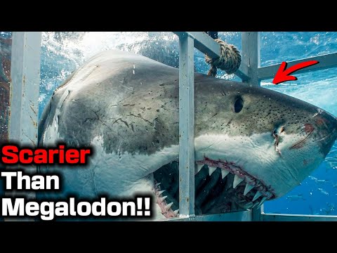 Divers Begged To Be Pulled Up As Massive Shark With Scars Attacked Their Cage In Gansbaai Waters!