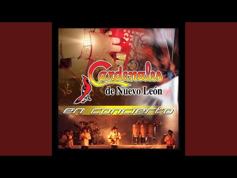 Bailotea (En Directo)