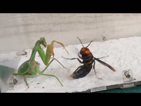 😱 LOUVA DEUS CONTRA VESPA - BRIGA DE INSETOS