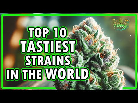 🌿🔥 Breaking: Top 10 Tastiest Weed Strains of 2025! 🍬🍓🍋| FUNGI Co News🍃✨