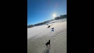 Download lagu 😄😄😄#macawparrot #macawlovers #macaw #parrot #foryoupage #norway mp3 Download lagu 😄😄😄#macawparrot #macawlovers #macaw #parrot #foryoupage #norway mp3