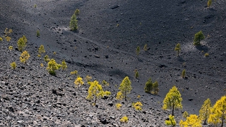 preview picture of video 'Wandern auf La Palma (Teil 2: Feuer): Ruta de los Volcanos'