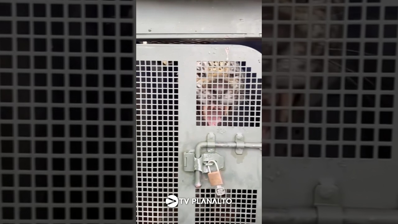 😱 Veja o momento em que onça que teria matado o caseiro Jorge desperta do sedativo dentro da gaiola
